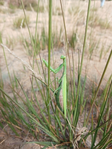 European Mantis