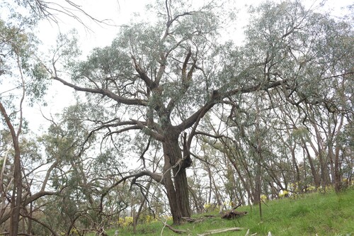 Common Red Stringybark