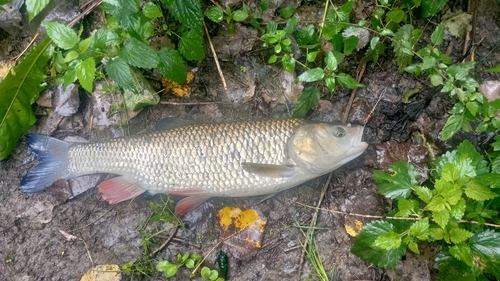 European Chub