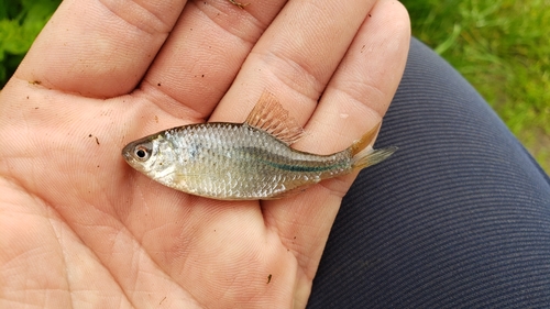 European Bitterling, Netherlands, photo 7 of 10