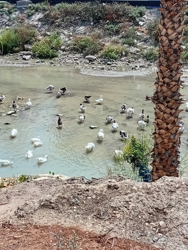 Domestic Greylag Goose