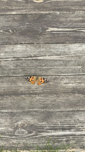 Painted Lady