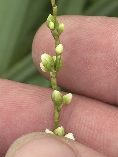Dotted Smartweed