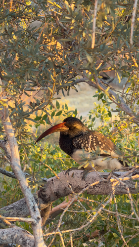 Monteiro's Hornbill