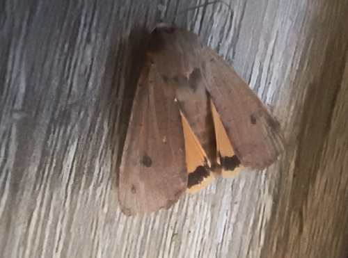 Large Yellow Underwing