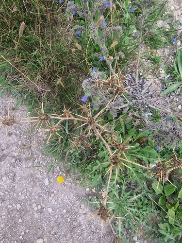 Centaurea calcitrapa, photograph 2