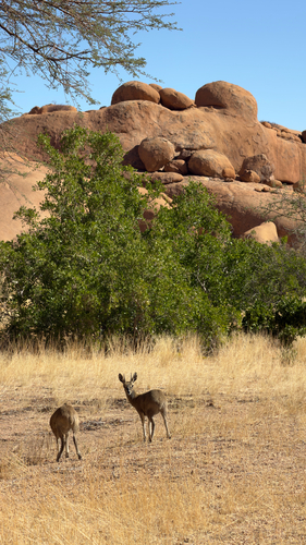 Klipspringer