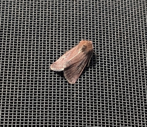 Square-spot Rustic