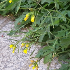 Diplotaxis tenuifolia