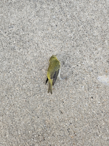 Tennessee Warbler