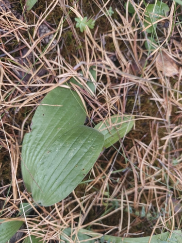 Plantago urvillei, photograph 6