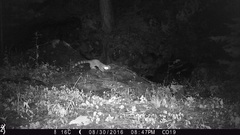 Bassariscus astutus flavus