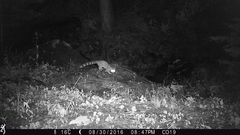 Bassariscus astutus flavus