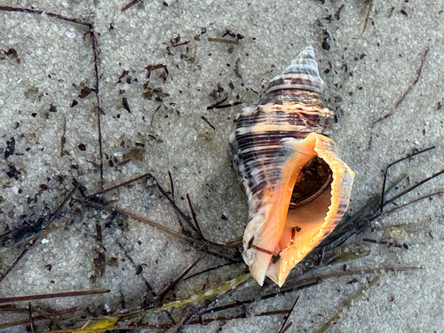 Thais haemastoma floridana, 2026-09-13