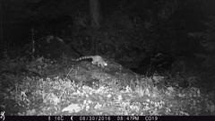 Bassariscus astutus flavus