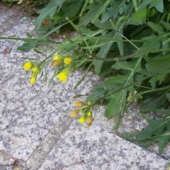 Diplotaxis tenuifolia