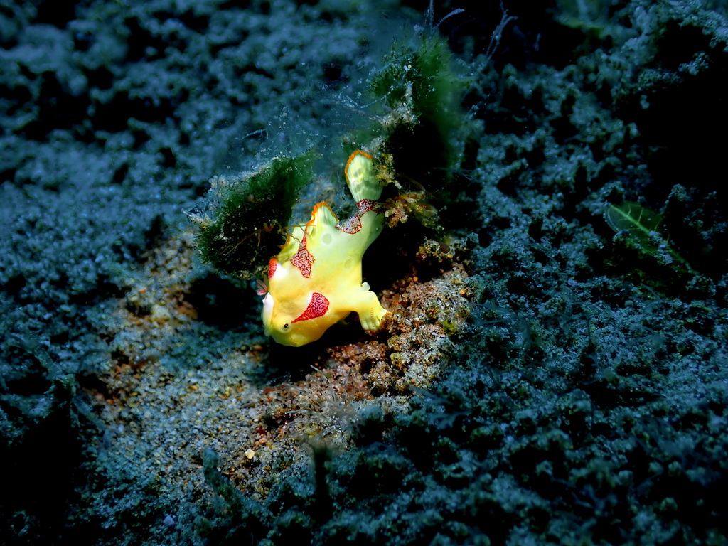 Yellow frogfish with red blotches resting on dark sediment in the Philippines, identified by observers as a clown frogfish