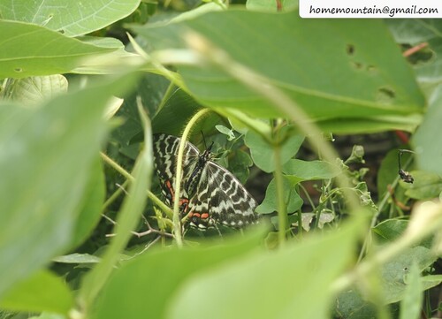 Dragon Swallowtail