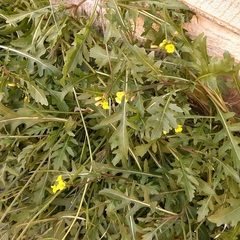 Diplotaxis tenuifolia