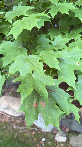 sugar maple