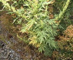 Artemisia tournefortiana