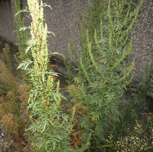 Artemisia tournefortiana, photograph 1