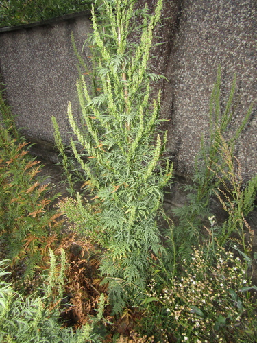 Artemisia tournefortiana, photograph 2