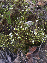 Mononeuria glabra