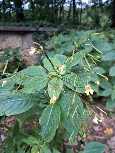 small balsam