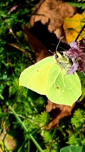Common Brimstone
