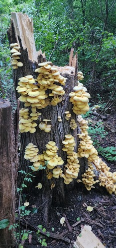 Golden Oyster Mushroom
