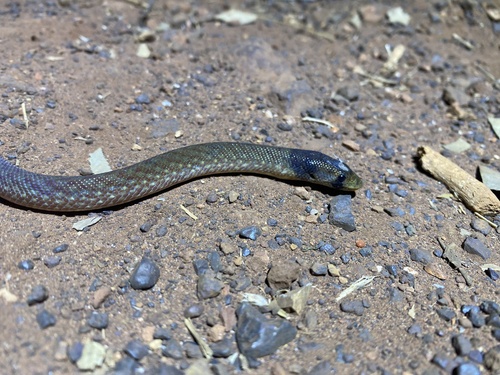 Northern Hooded Scaly-foot