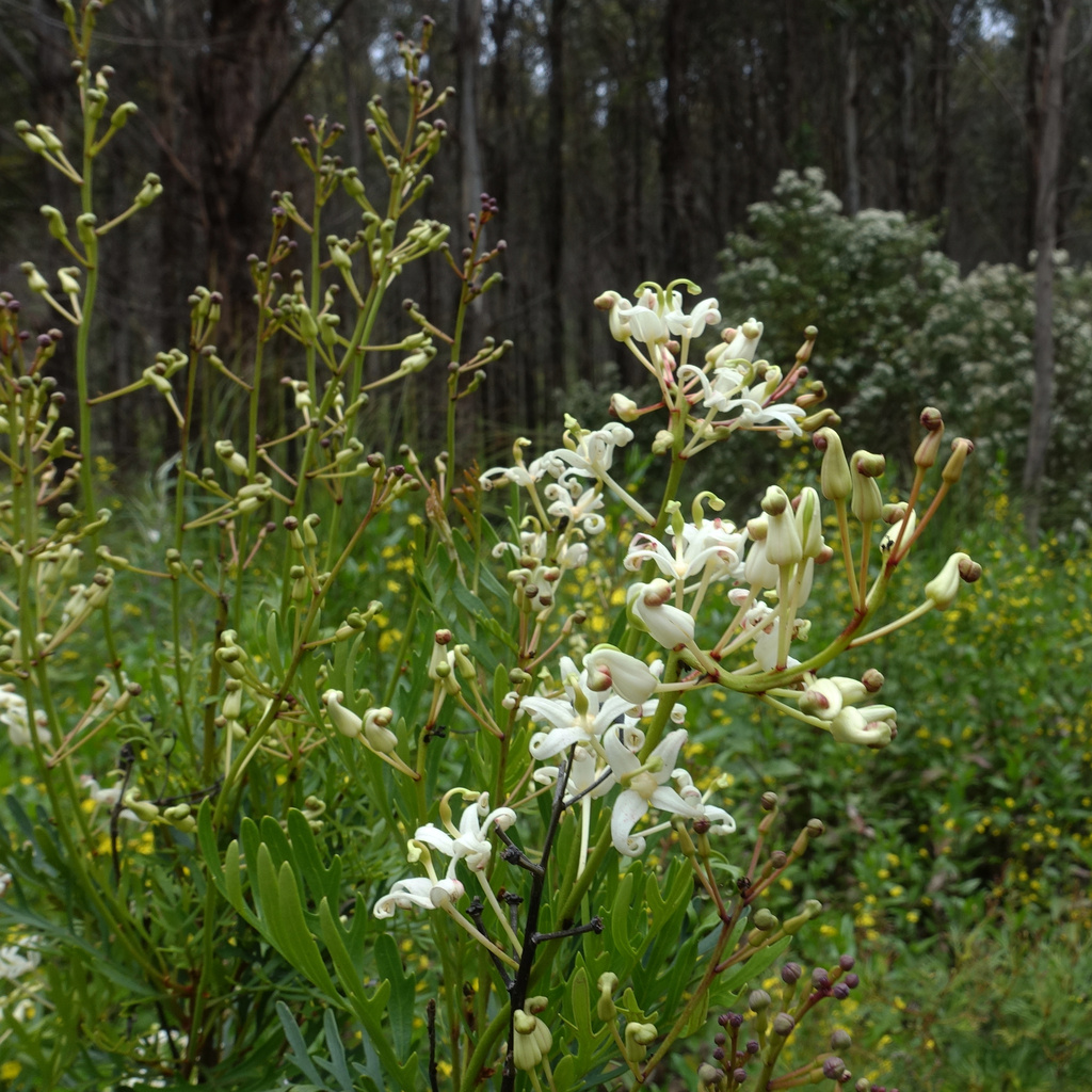 Lomatia tinctoria; photograph author not stated, no rights reserved