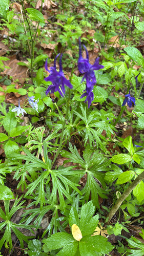 Delphinium tricorne, photograph 1