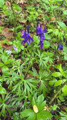 Delphinium tricorne