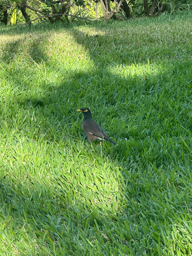 Common Myna