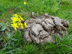 Narcissus assoanus