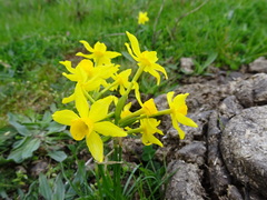 Narcissus assoanus