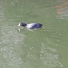 Fulica atra