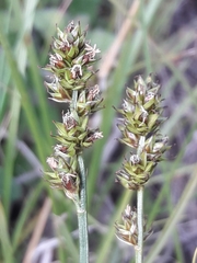 Carex muricata
