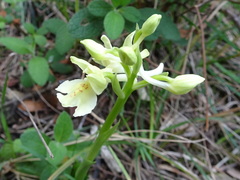 Orchis provincialis
