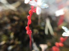 Sedum smallii
