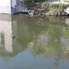 Fulica atra