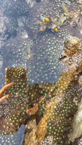 Zoanthus observed 2026-09-14