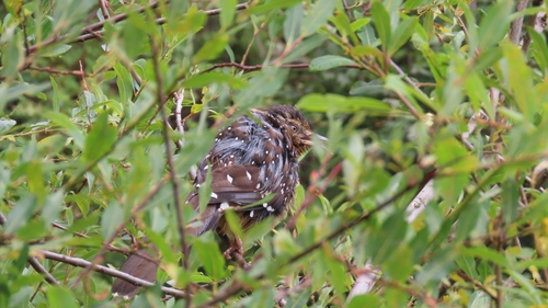 Giant Laughingthrush