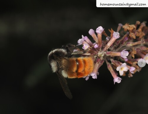 Fiery-bodied Bumble Bee