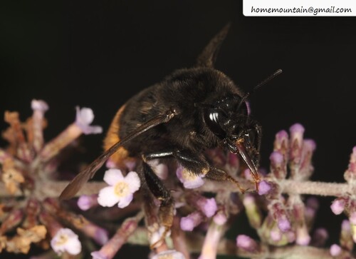 Fiery-tailed Bumble Bee