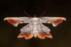 Proboloptera embolias