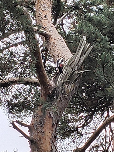 Great Spotted Woodpecker