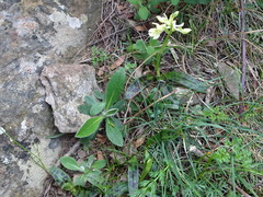 Orchis provincialis